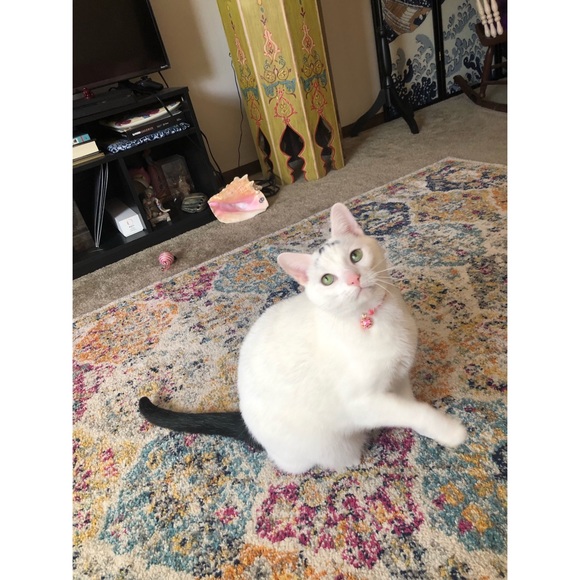 Meet your Posher, Brianna - Picture 5 of 5